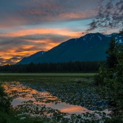 Alaskan Lily Pad Sunrise